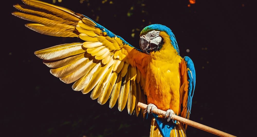 Foto ilustrativa do artigo: Quantos anos vive um papagaio: expectativa de vida e cuidados