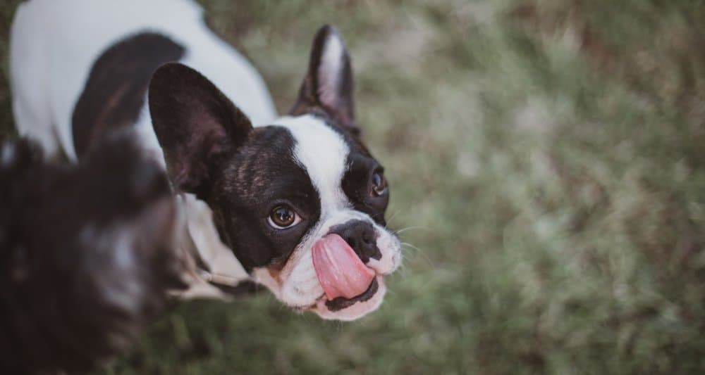 Foto ilustrativa do artigo: Cachorro lambendo o chão: o que significa (e o que fazer)