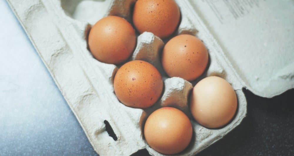 Foto ilustrativa do artigo: Gato pode comer ovo? (cozido, frito ou cru?)
